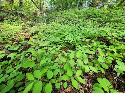 Creeping Snowberry reference
