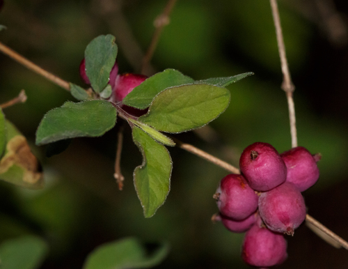 Coralberry reference