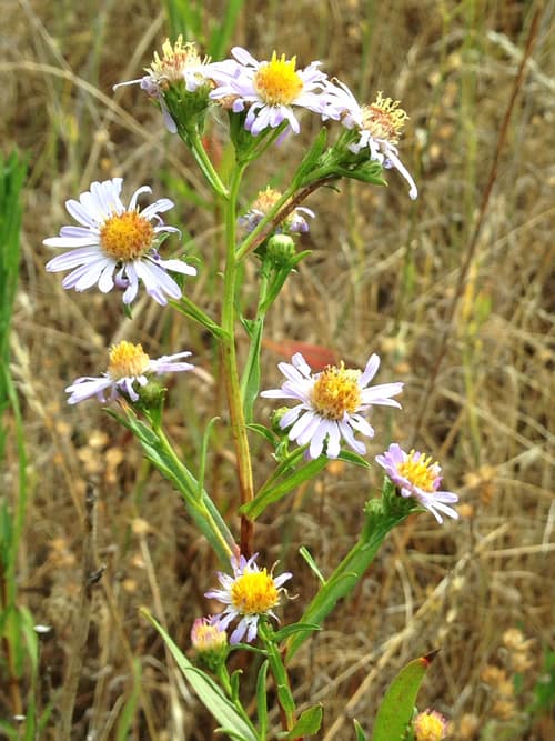 Pacific Aster reference