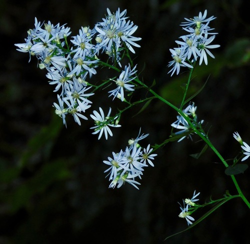 Heart-leaved Aster reference