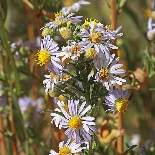 Eaton's Aster reference