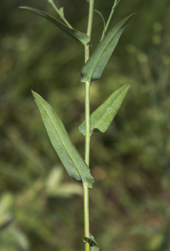 Smooth Blue Aster reference