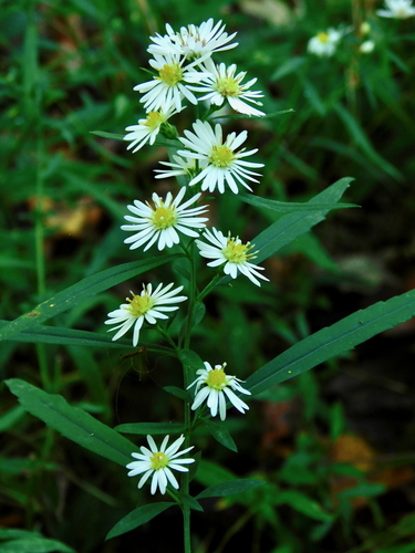 Marsh Aster reference
