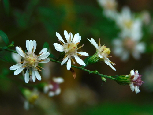 Calico Aster reference