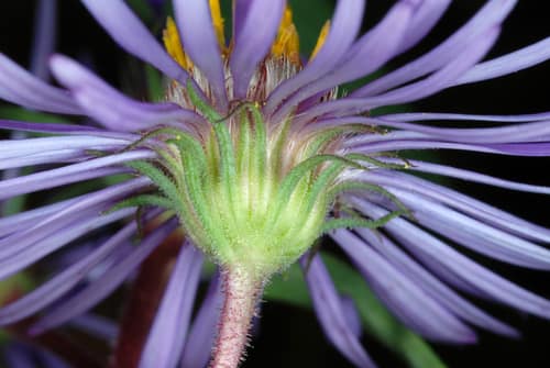 New England Aster reference