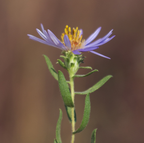 Aromatic Aster reference