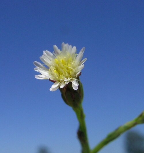 Eastern Annual Saltmarsh Aster reference