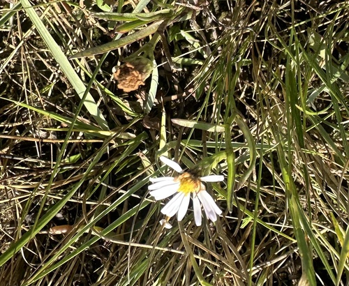 Perennial Saltmarsh Aster reference