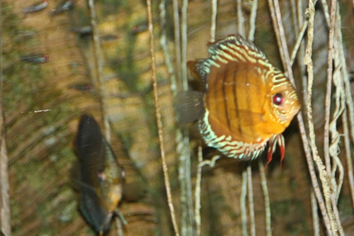 Blue Discus reference