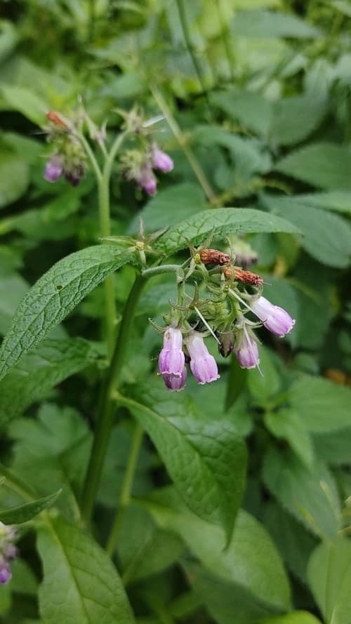 Common Comfrey reference