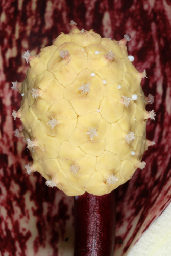Eastern Skunk Cabbage reference