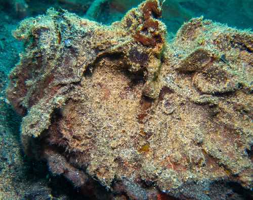 Estuarine Stonefish reference