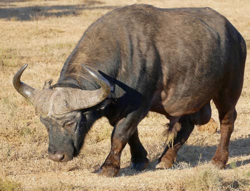 African Buffalo reference