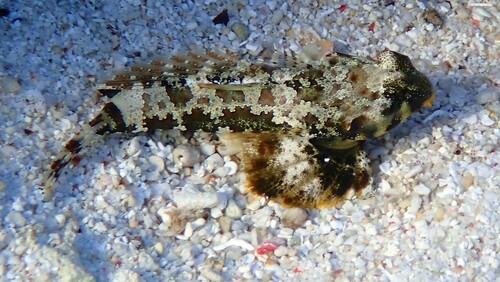 Scooter Dragonet reference