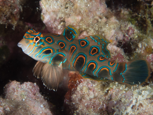 Picturesque Dragonet reference