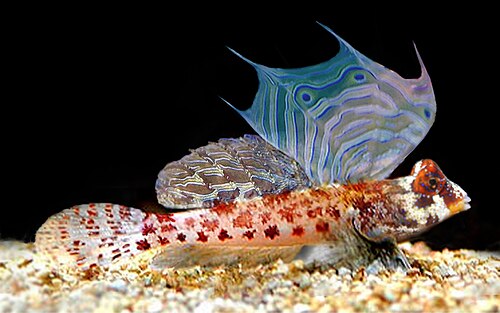Starry Dragonet reference