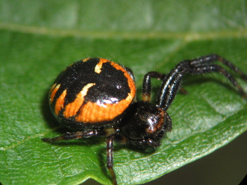 Napoleon Spider reference