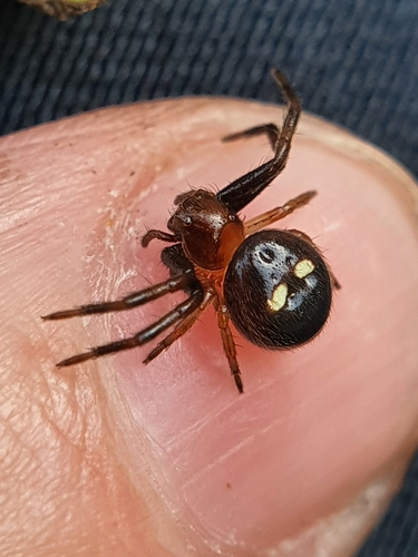 Marloth's Crab Spider reference