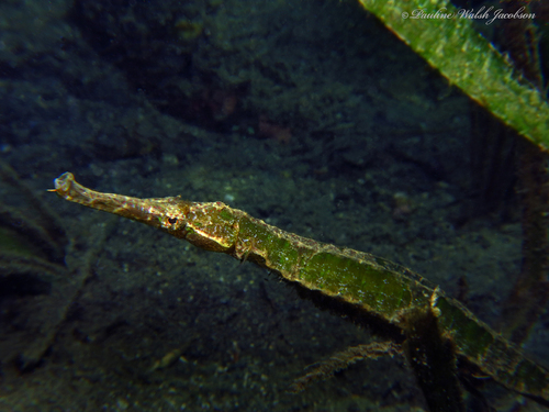 Alligator Pipefish reference