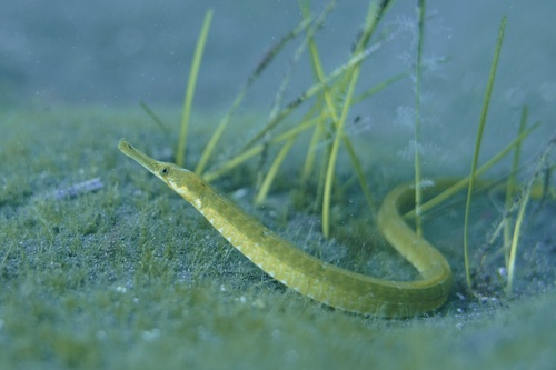 Greater Pipefish reference