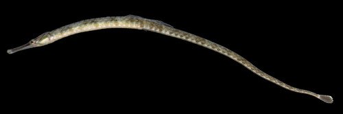 Northern Pipefish reference