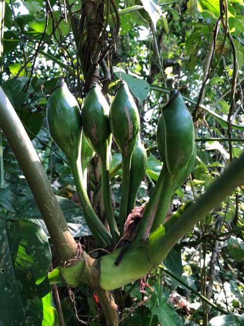 Arrowhead Vine reference