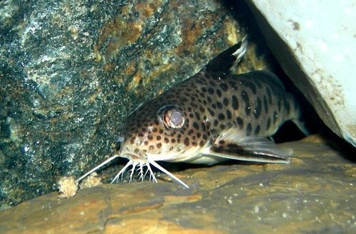 Cuckoo Catfish reference