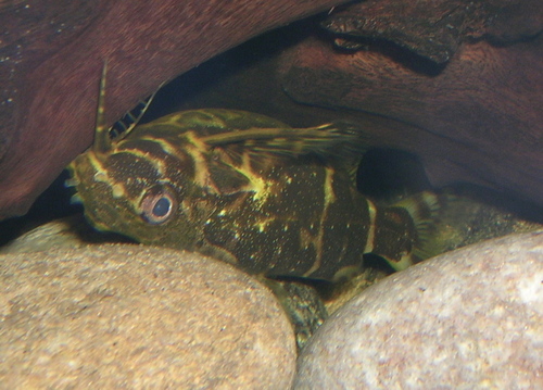 Blotched Upside-Down Catfish reference