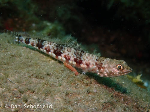 Reef Lizardfish reference