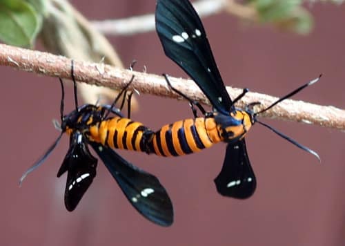 Yellow-banded Wasp Moth reference
