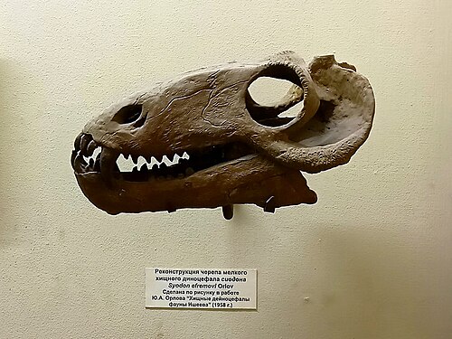 Syodon reference