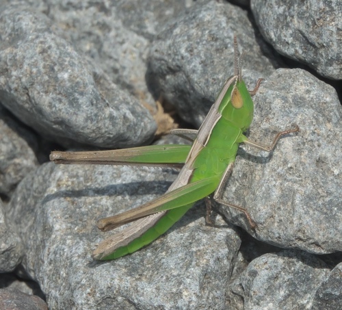 Handsome Grasshopper reference