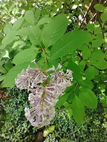 Hungarian Lilac reference