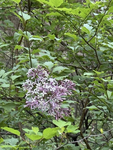 Early Lilac reference