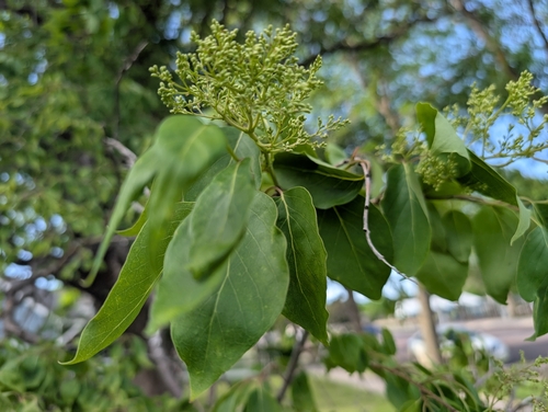Japanese Tree Lilac reference