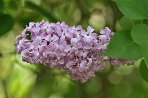 Common Lilac reference