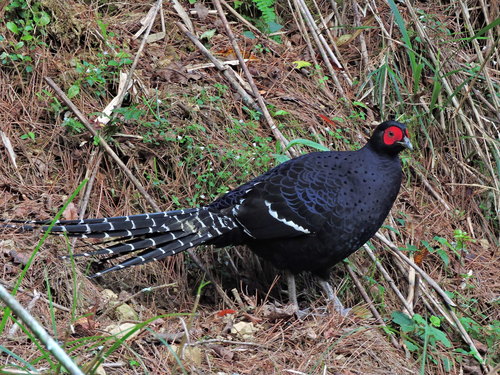 Mikado Pheasant reference