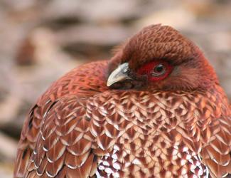 Copper Pheasant reference