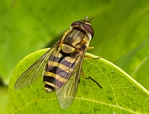 Common Flower Fly reference