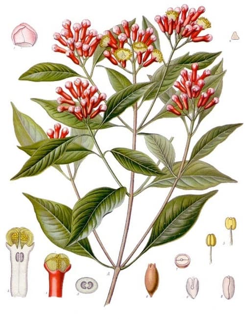Clove Tree reference