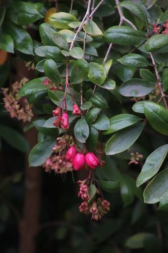 Brush Cherry reference