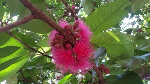 Malay Apple reference