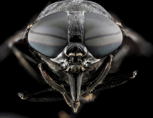Black Horse Fly reference