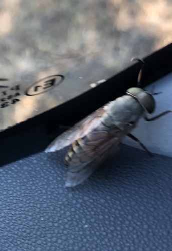 Pale Giant Horsefly reference