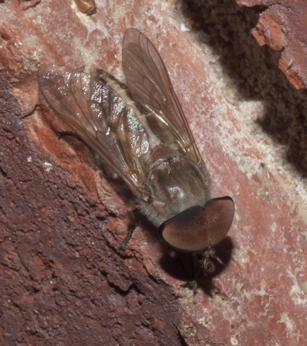 Striped Horse Fly reference