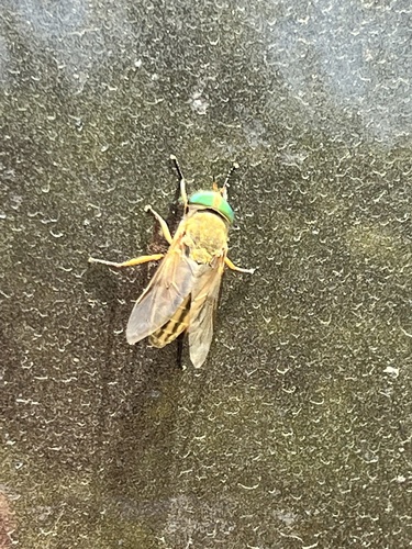 Greenhead Horsefly reference