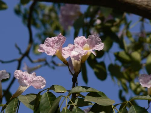 Rosy Trumpet Tree reference