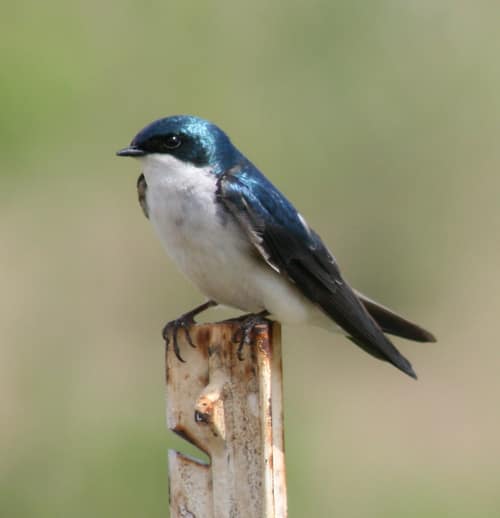 Tree Swallow reference