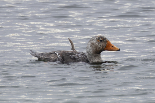 Falkland Steamerduck reference