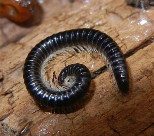 White-legged Snake Millipede reference